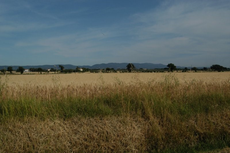 BIBBONA CAMPAGNA